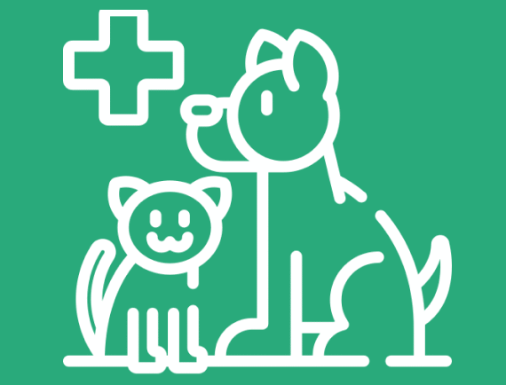 Lek. wet. Dominika Mordal